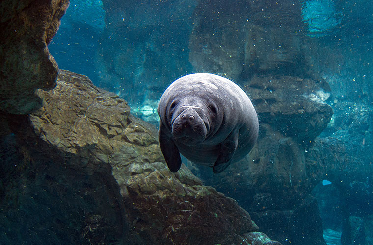 Manatee swimming underwater