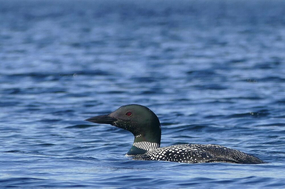 Loon on Lake